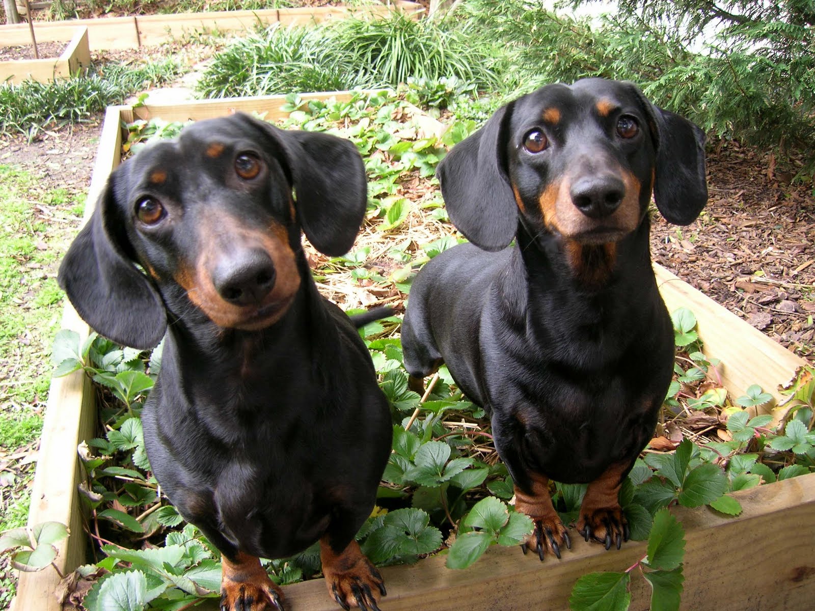 Rabbit Dachshund Breed Information History, Health, Pictures, and more